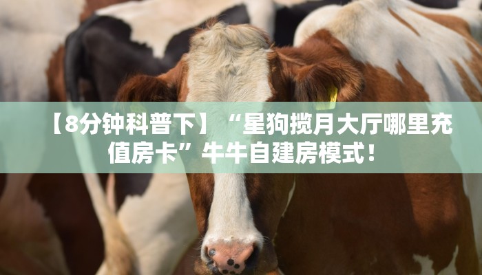 必备“九九联盟微信牛牛去哪里买房卡”牛牛金花自建房模式! 必备“九九联盟微信牛牛去哪里买房卡”牛牛金花自建房模式!