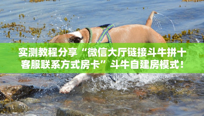 实测教程分享“微信大厅链接斗牛拼十客服联系方式房卡”斗牛自建房模式! 实测教程分享“微信大厅链接斗牛拼十客服联系方式房卡”斗牛自建房模式!