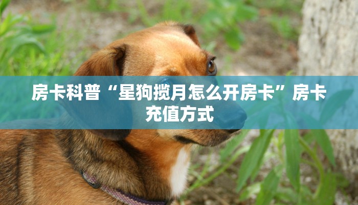 房卡科普“旺旺娱乐房卡在哪里买”房卡充值方式