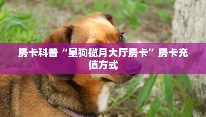 房卡科普“星狗揽月大厅房卡”房卡充值方式