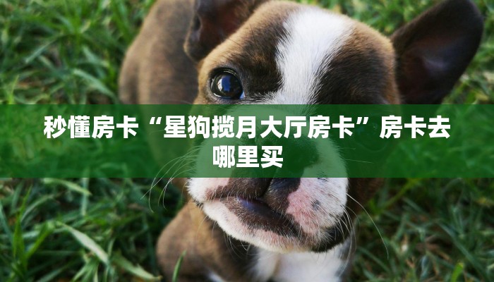 秒懂房卡“星狗揽月大厅房卡”房卡去哪里买 秒懂房卡“星狗揽月大厅房卡”房卡去哪里买